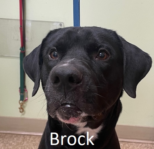 brock.jpg