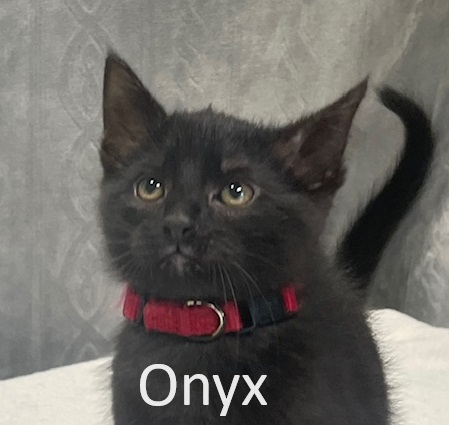 onyx.jpg