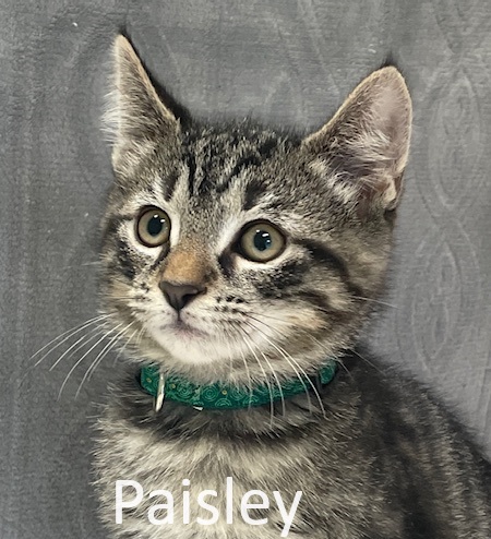 paisley.jpg